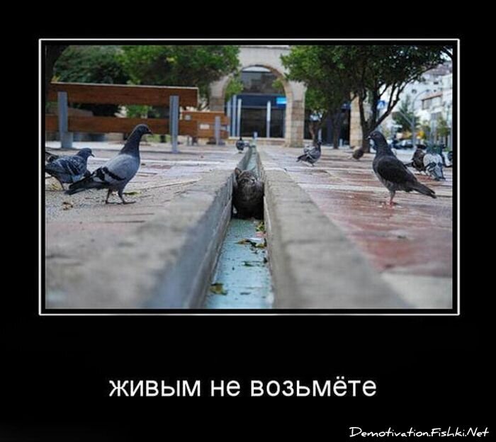 Демотиватор