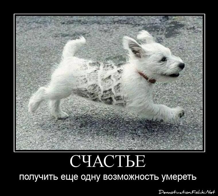 День собачьего счастья 4 мая картинки
