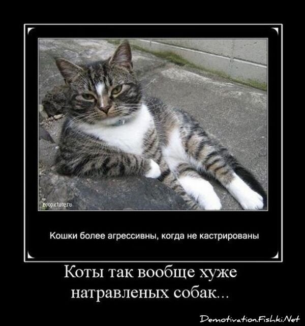 Демотиватор