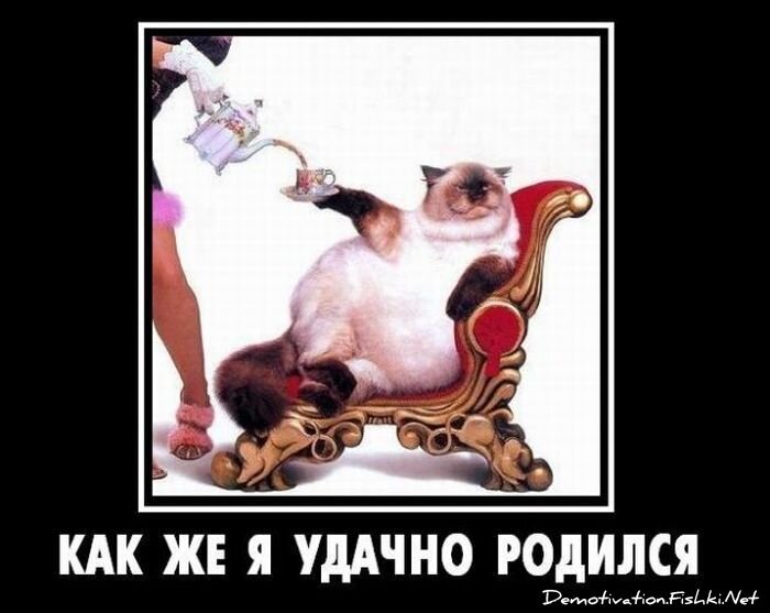 Смешной демотиватор от zubrilov за 15.06.2010 №56068