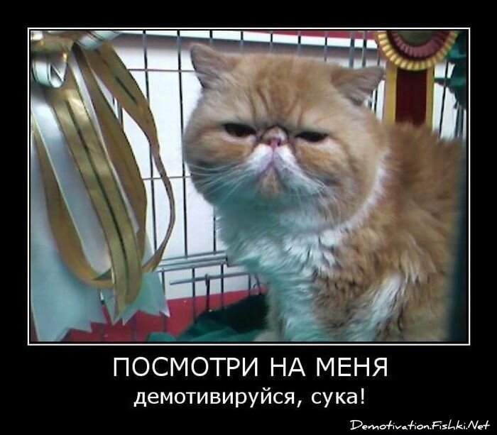 Демотиватор