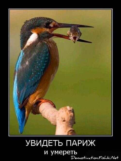 Демотиватор