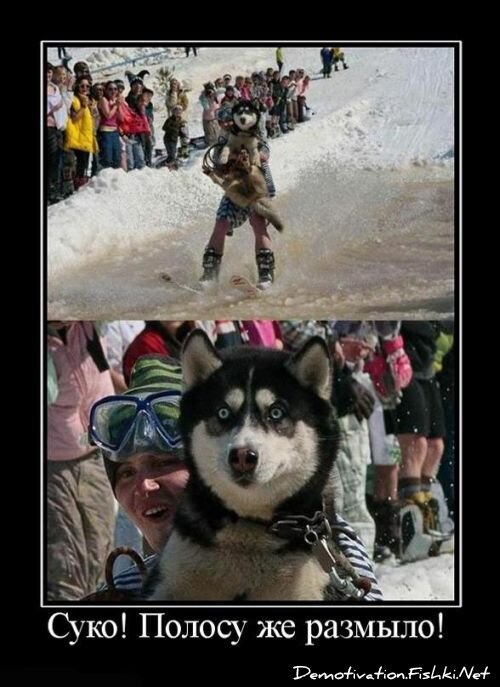 Смешной демотиватор от zubrilov за 15.06.2010 №56313