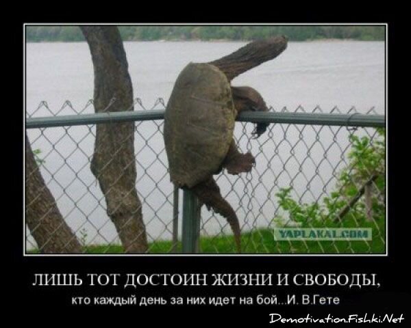 Смешной демотиватор от zubrilov за 18.06.2010 №56512