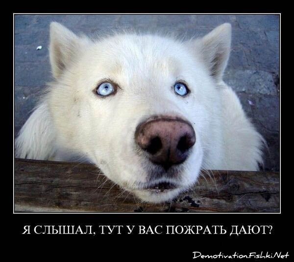 Смешной демотиватор от zubrilov за 16.07.2010 №57151