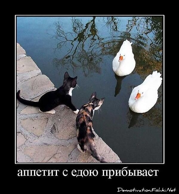 Смешной демотиватор от zubrilov за 16.07.2010 №57221