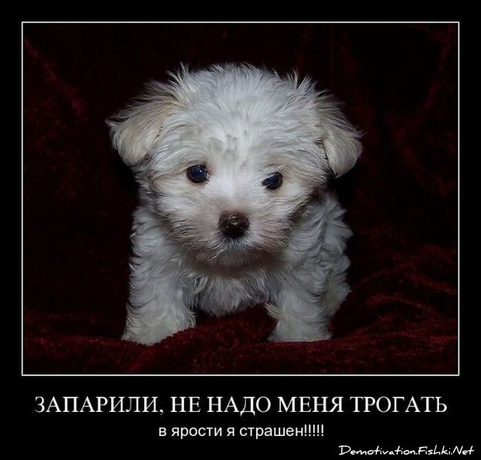 Смешной демотиватор от zubrilov за 16.07.2010 №57237