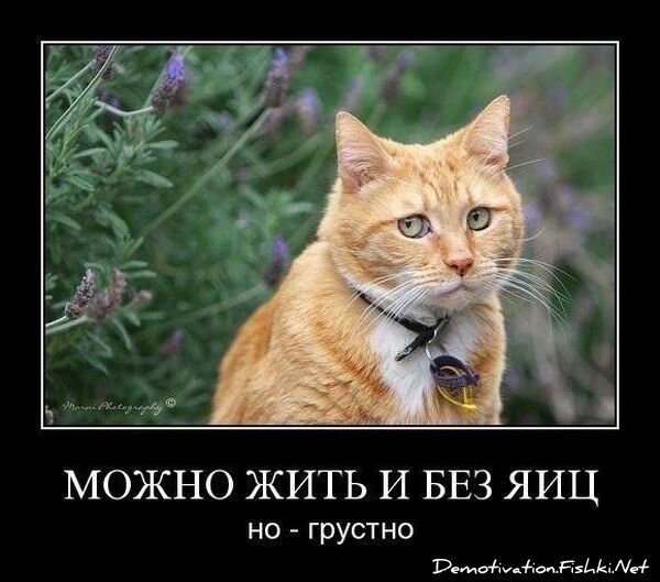 Смешной демотиватор от zubrilov за 16.07.2010 №57244