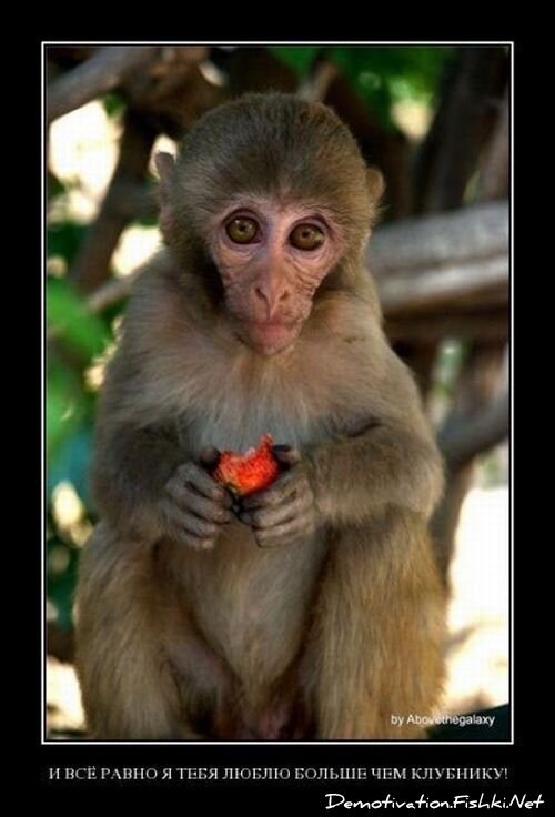 Смешной демотиватор от zubrilov за 16.07.2010 №57253