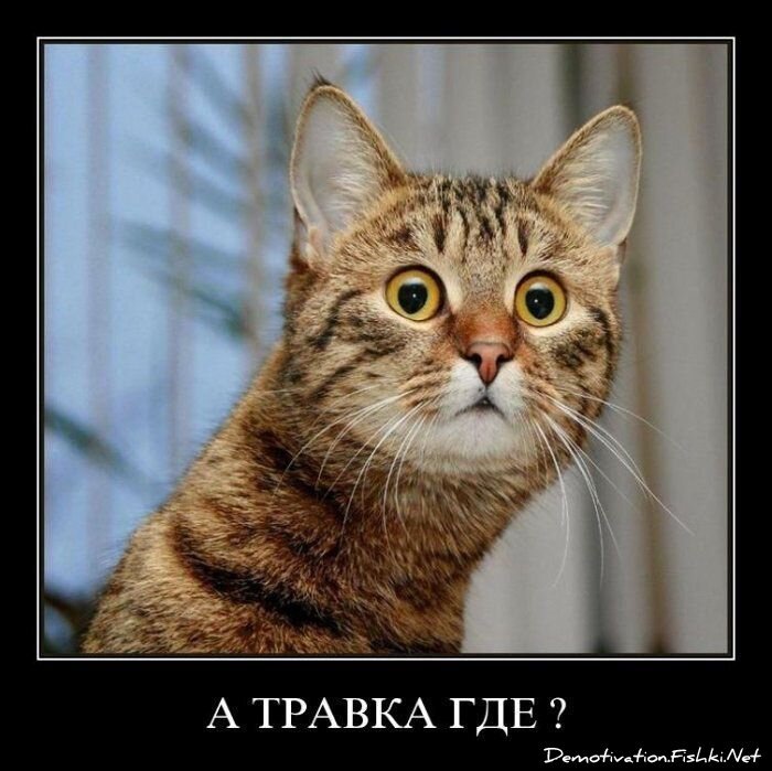 Смешной демотиватор от zubrilov за 16.07.2010 №57255