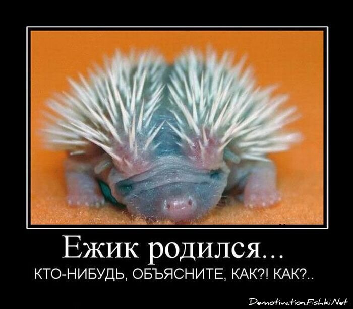 Смешной демотиватор от zubrilov за 23.07.2010 №57370