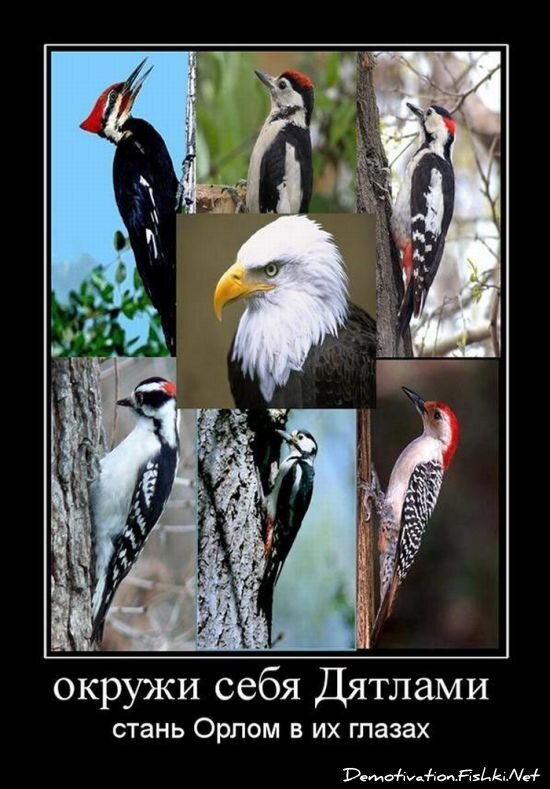 Демотиваторы, часть 65 (111 фото)