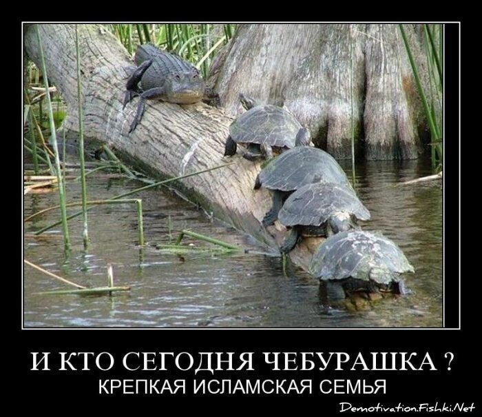 Смешной демотиватор от zubrilov за 06.08.2010 №57863