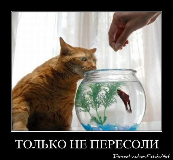 Смешной демотиватор от zubrilov за 13.08.2010 №58020