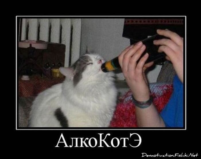 Смешной демотиватор от zubrilov за 13.08.2010 №58064