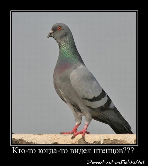 Демотиваторы, часть 69 (85 фото)