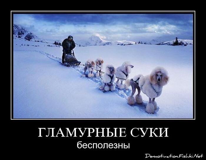 Смешной демотиватор от zubrilov за 27.08.2010 №58434