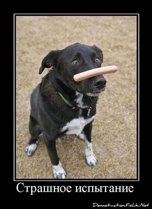 Смешной демотиватор от zubrilov за 10.09.2010 №58844