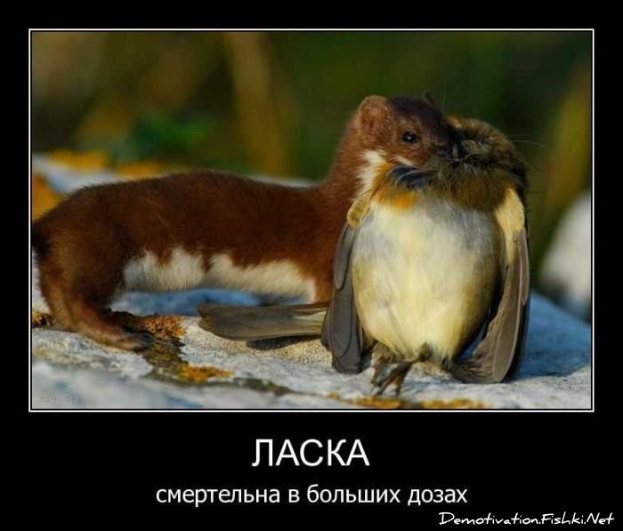 Смешной демотиватор от zubrilov за 17.09.2010 №59030