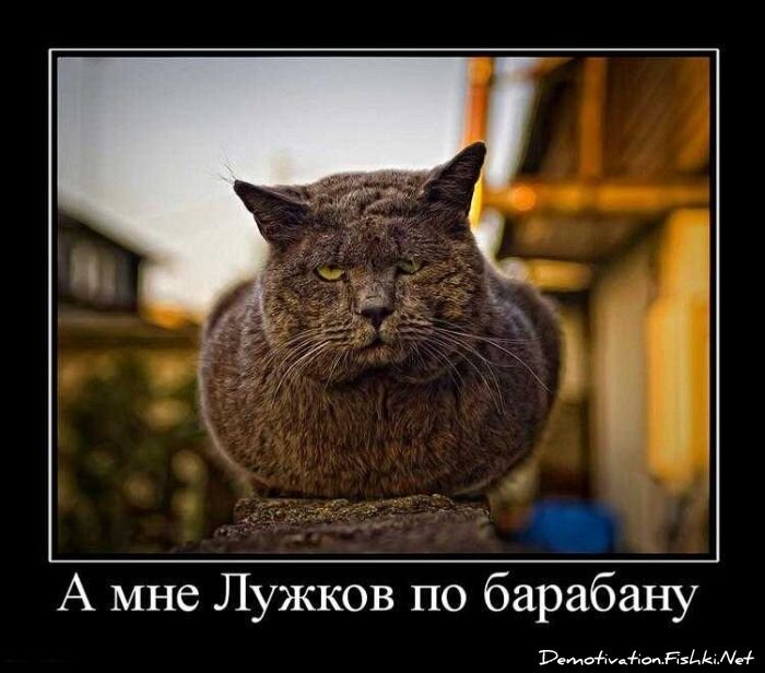 Смешной демотиватор от zubrilov за 01.10.2010 №59329