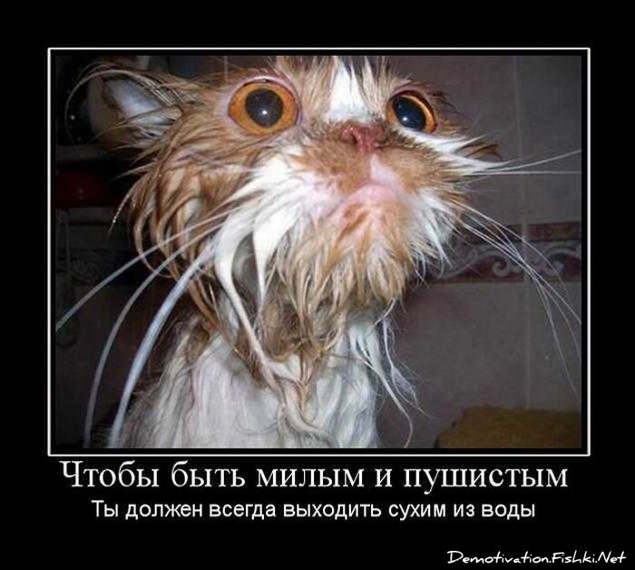 Смешной демотиватор от zubrilov за 01.10.2010 №59355