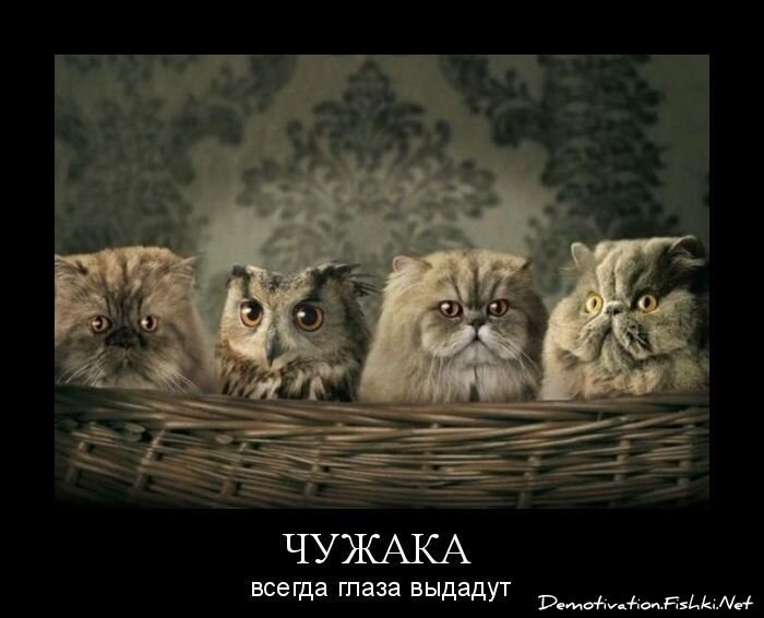 Смешной демотиватор от zubrilov за 21.10.2010 №59616