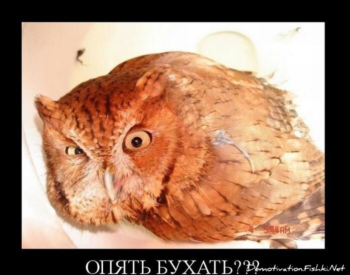 Смешной демотиватор от zubrilov за 15.10.2010 №59776