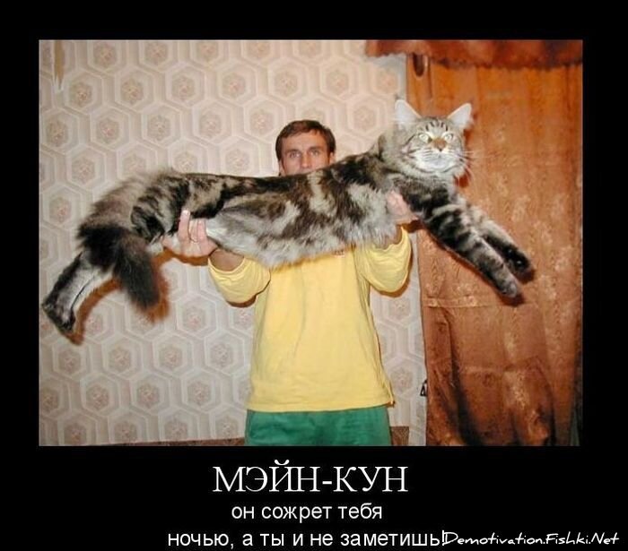 Смешной демотиватор от zubrilov за 15.10.2010 №59780