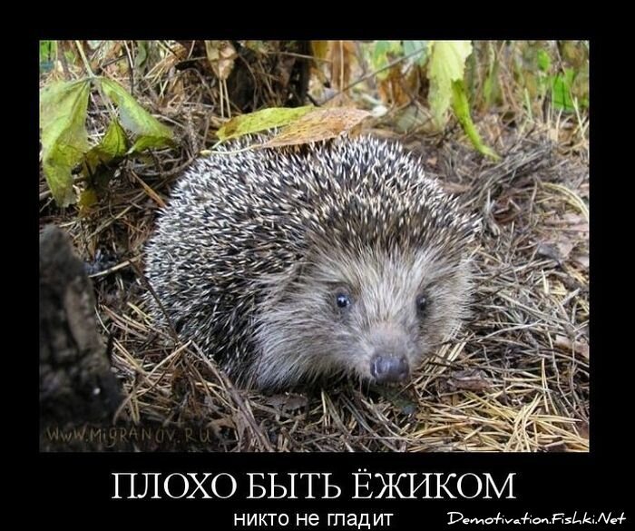 Смешной демотиватор от zubrilov за 15.10.2010 №59821