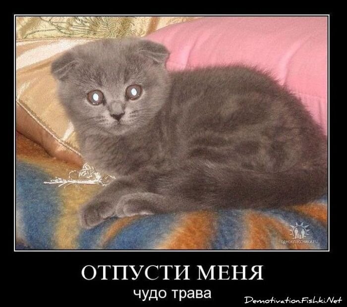 Смешной демотиватор от zubrilov за 18.10.2010 №59854