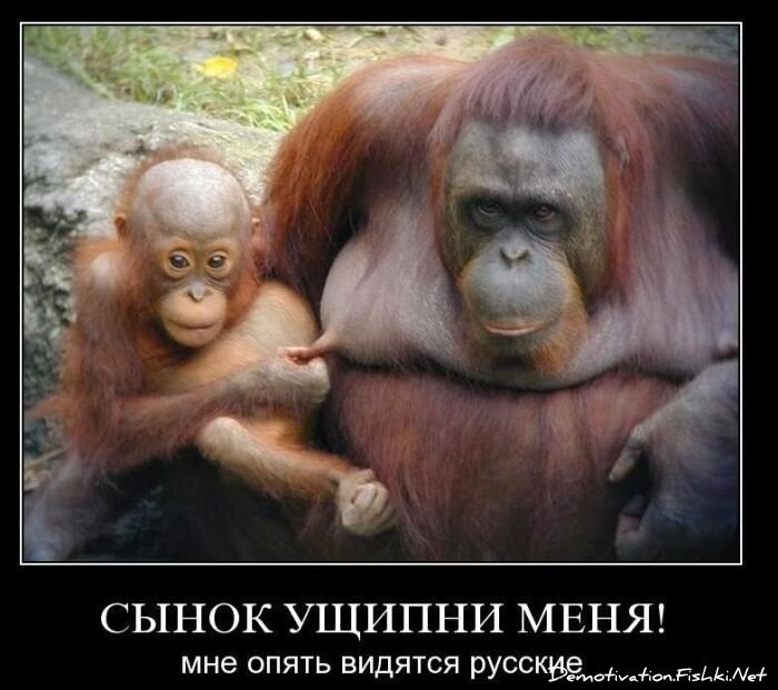 Смешной демотиватор от zubrilov за 22.10.2010 №60057