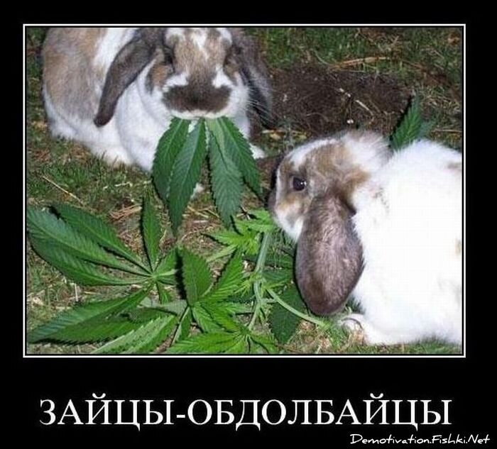 Смешной демотиватор от zubrilov за 25.10.2010 №60141