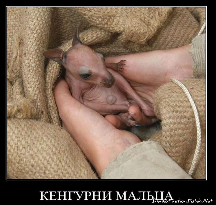 Смешной демотиватор от zubrilov за 25.10.2010 №60142