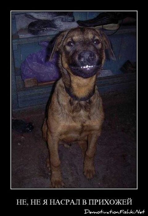 Смешной демотиватор от zubrilov за 27.10.2010 №60186