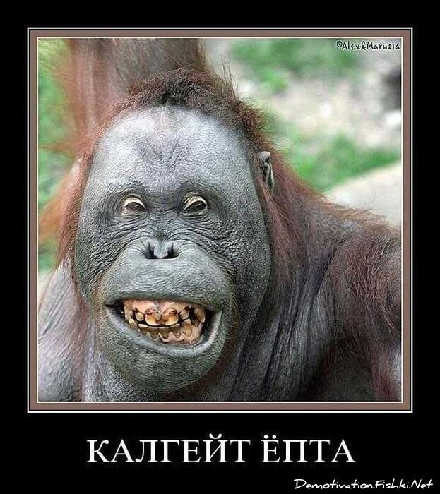 Смешной демотиватор от zubrilov за 27.10.2010 №60242