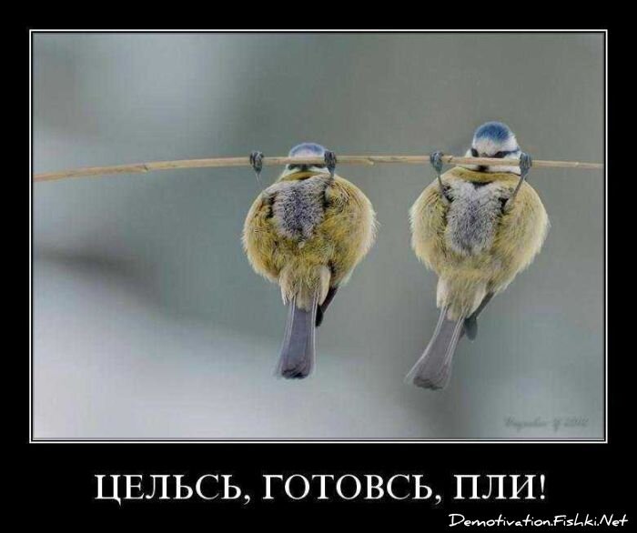 Демотиваторы, часть 84. (109 фото)