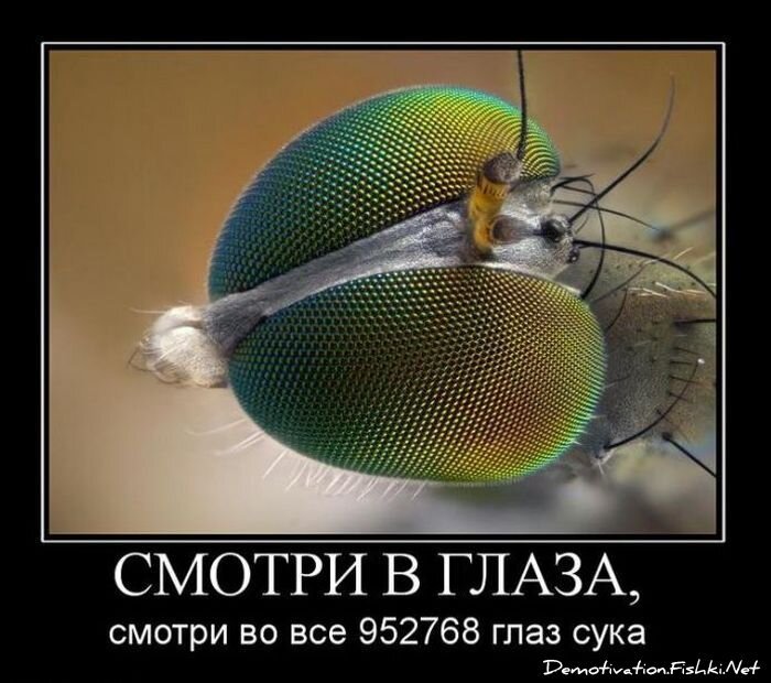 Смешной демотиватор от zubrilov за 29.10.2010 №60357