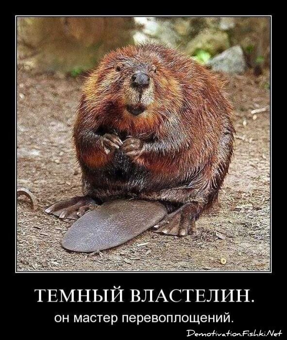 Смешной демотиватор от zubrilov за 29.10.2010 №60376