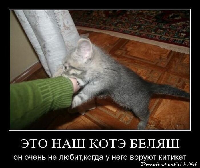 Смешной демотиватор от zubrilov за 01.11.2010 №60418