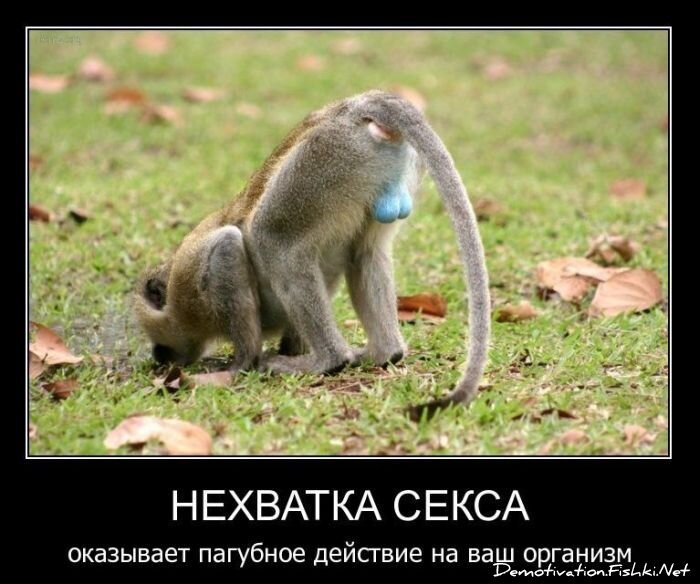 Смешной демотиватор от zubrilov за 01.11.2010 №60428