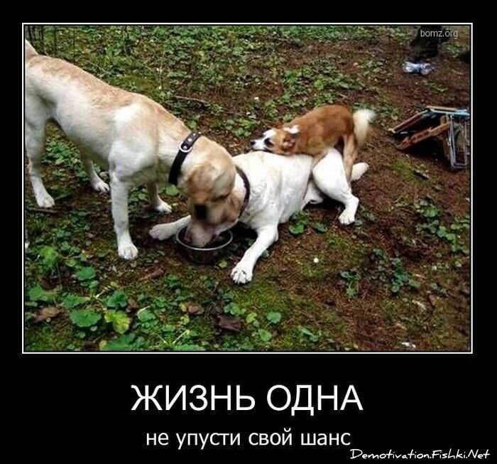 Смешной демотиватор от zubrilov за 01.11.2010 №60436