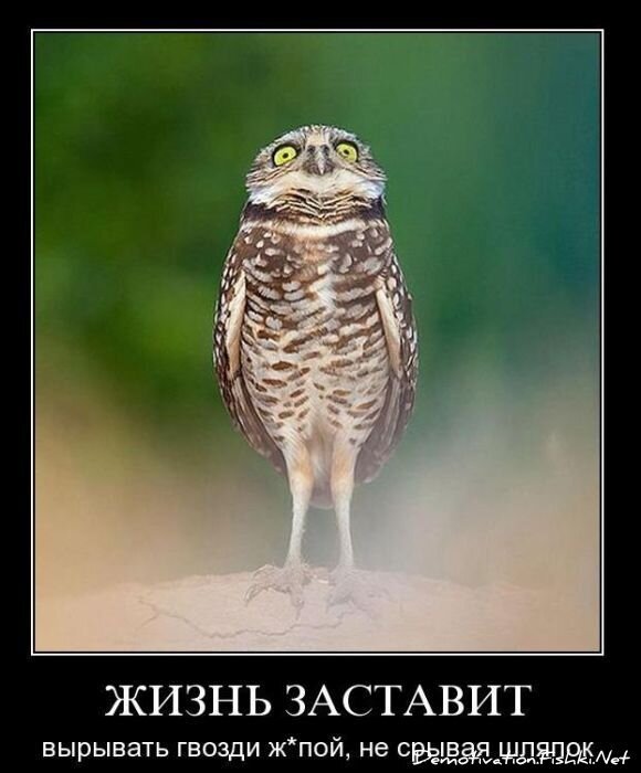 Смешной демотиватор от zubrilov за 03.11.2010 №60492