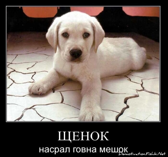 Смешной демотиватор от zubrilov за 03.11.2010 №60517