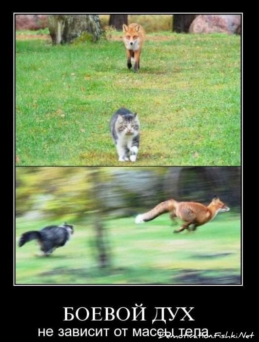 Смешной демотиватор от zubrilov за 03.11.2010 №60536