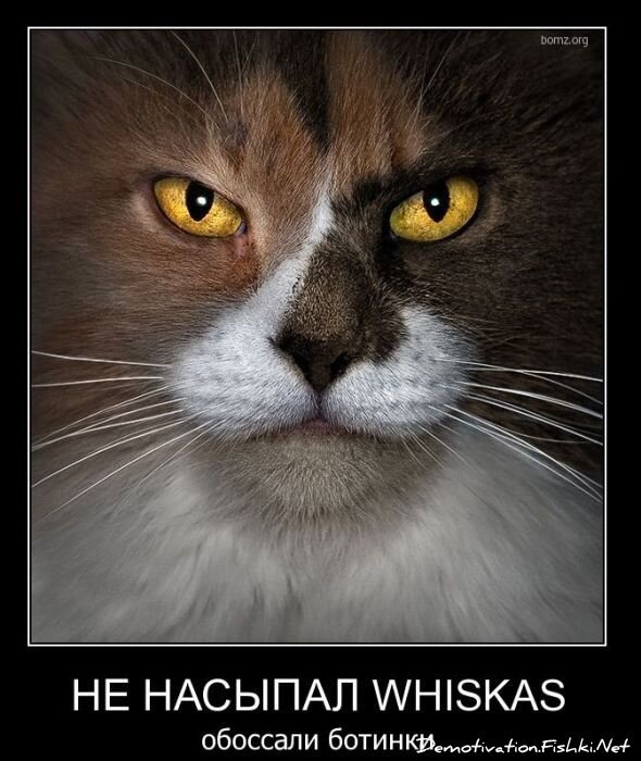 Смешной демотиватор от zubrilov за 03.11.2010 №60560