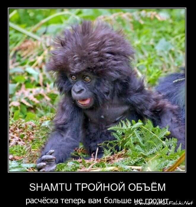 Смешной демотиватор от zubrilov за 03.11.2010 №60566