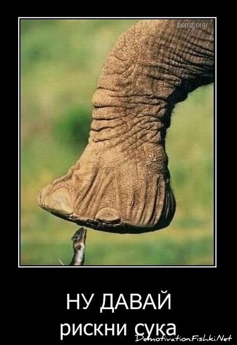 Смешной демотиватор от zubrilov за 10.11.2010 №60638