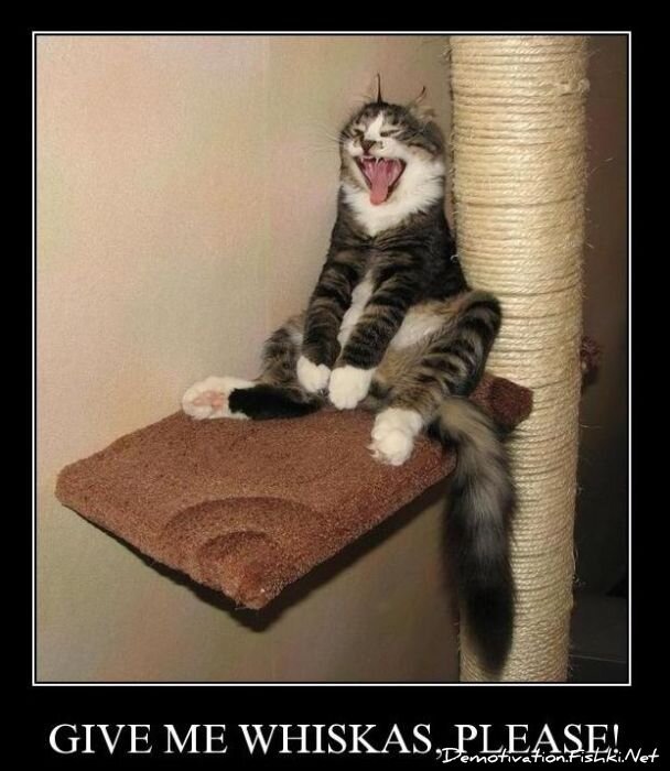 Смешной демотиватор от zubrilov за 10.11.2010 №60654