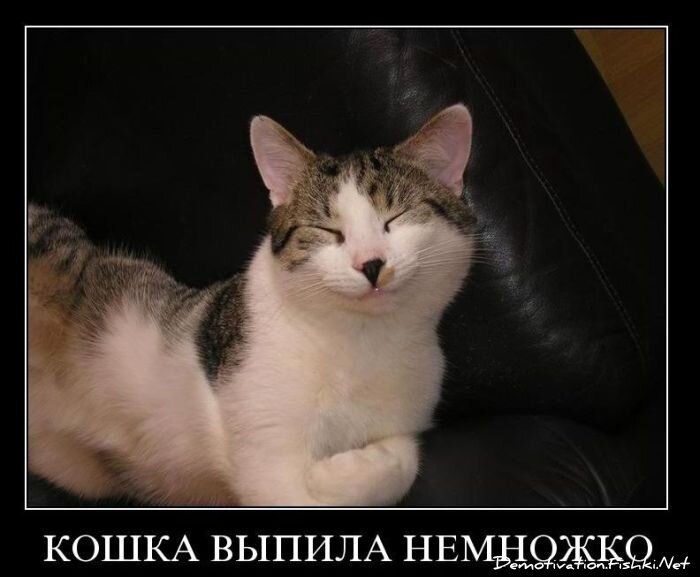 Смешной демотиватор от zubrilov за 10.11.2010 №60658
