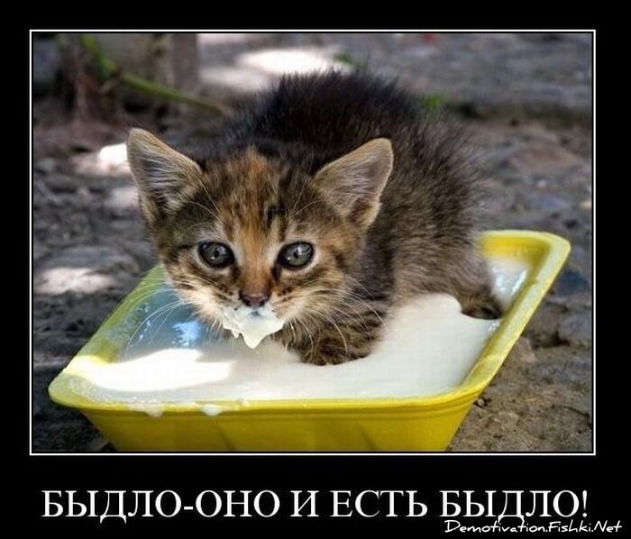 Подборка демотиваторов (161 фото)